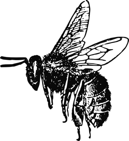 Bee Sketch Illustration