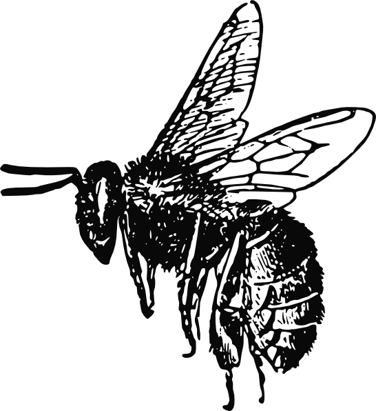 Bee Sketch Illustration
