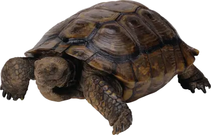 Realistic Tortoise with Intricate Details