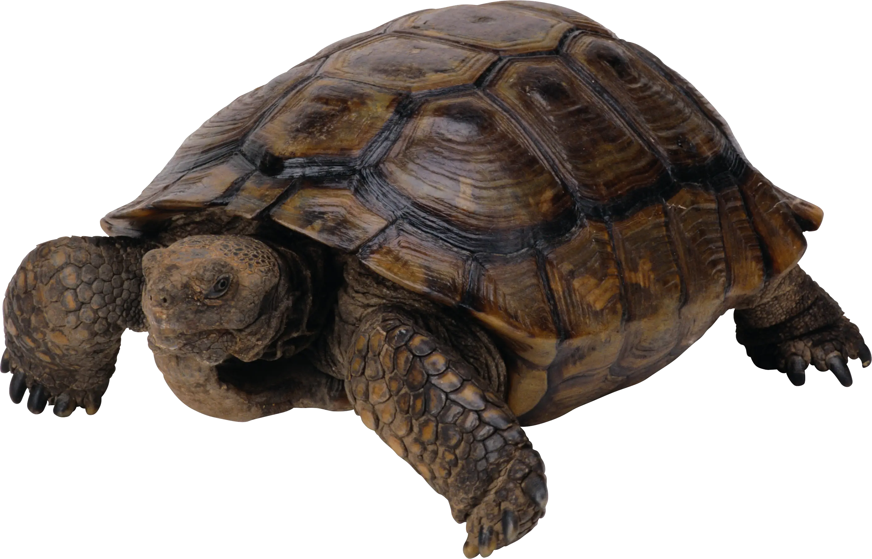Realistic Tortoise with Intricate Details