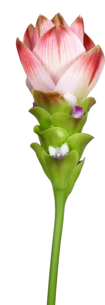 Pink Tulip Illustration
