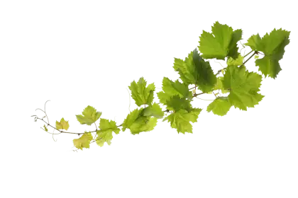 Green Grapevine Leaves on Transparent Background