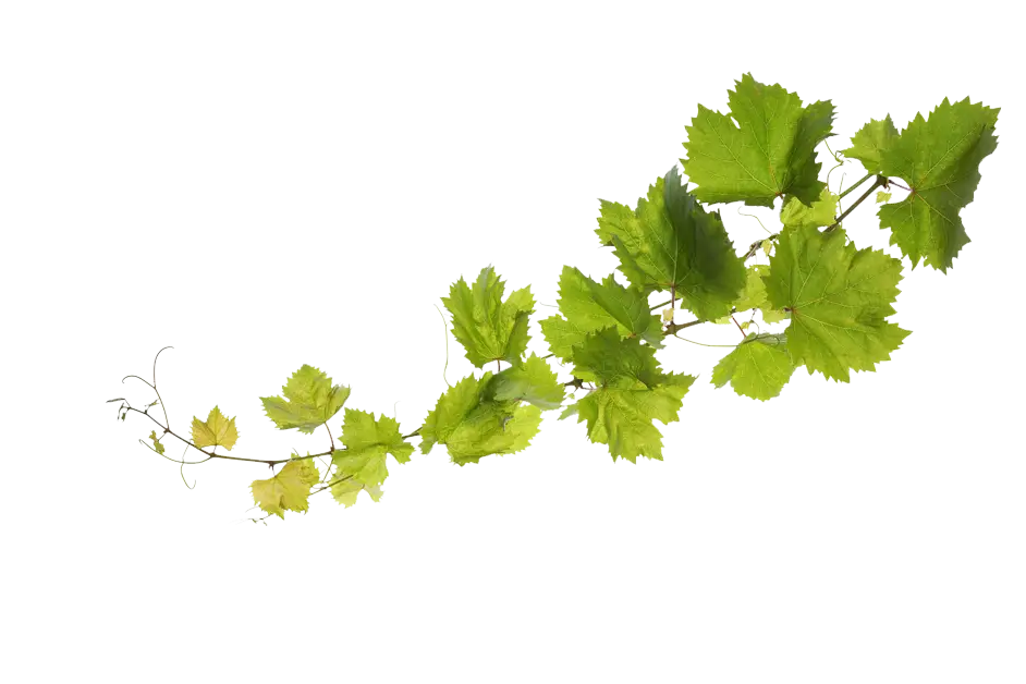 Green Grapevine Leaves on Transparent Background