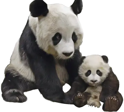 Mother and Baby Pandas