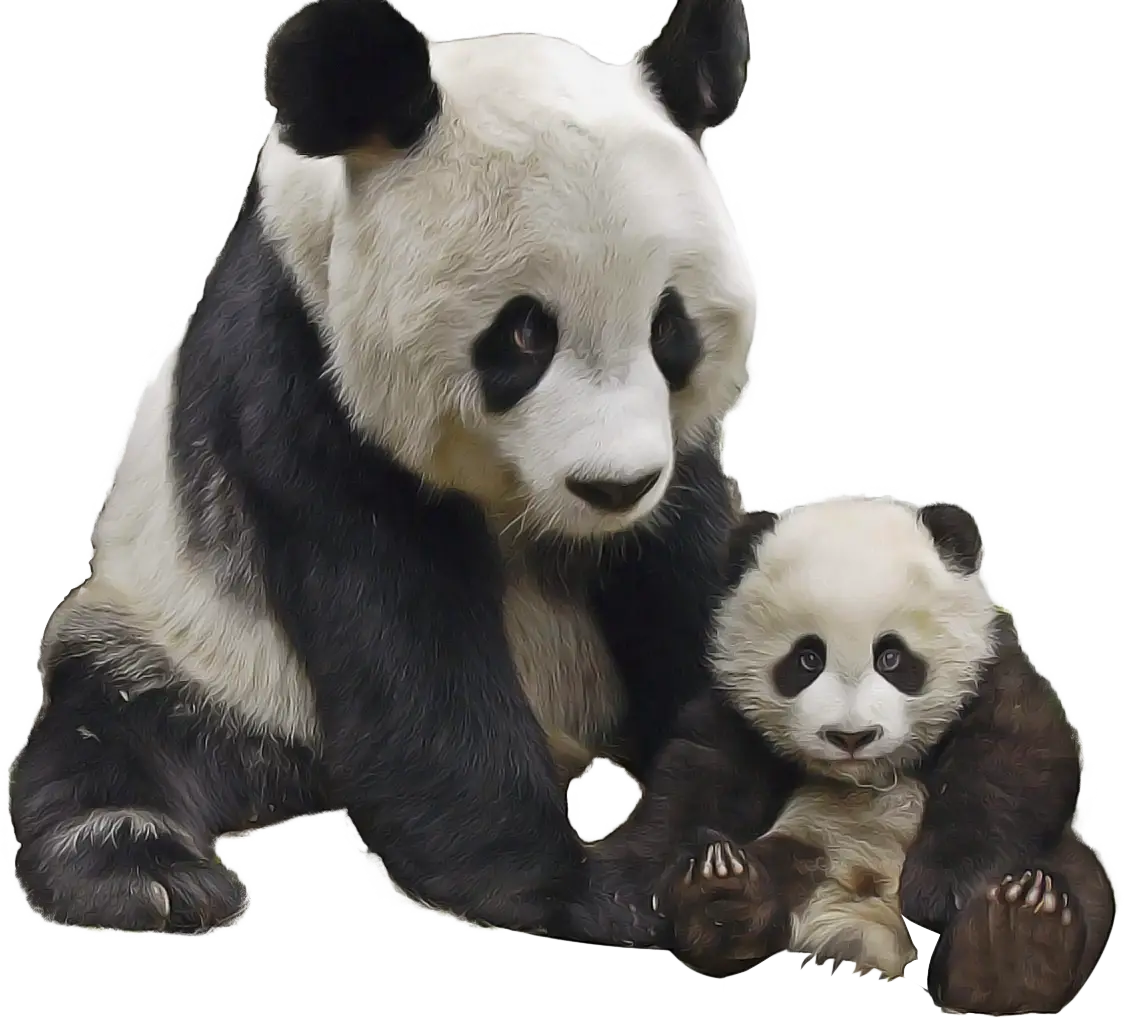 Mother and Baby Pandas