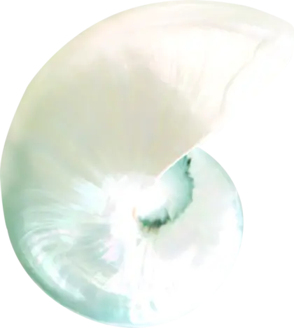 White Nautilus Shell