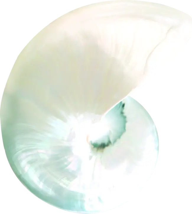 White Nautilus Shell