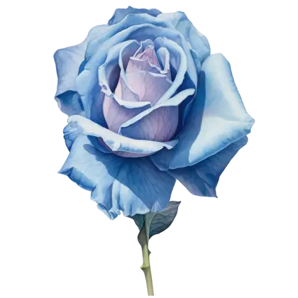 Blue Rose Botanical Artwork