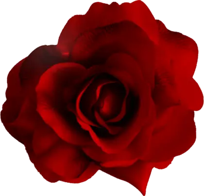 Deep Red Rose Flower with Elegant Color and Form