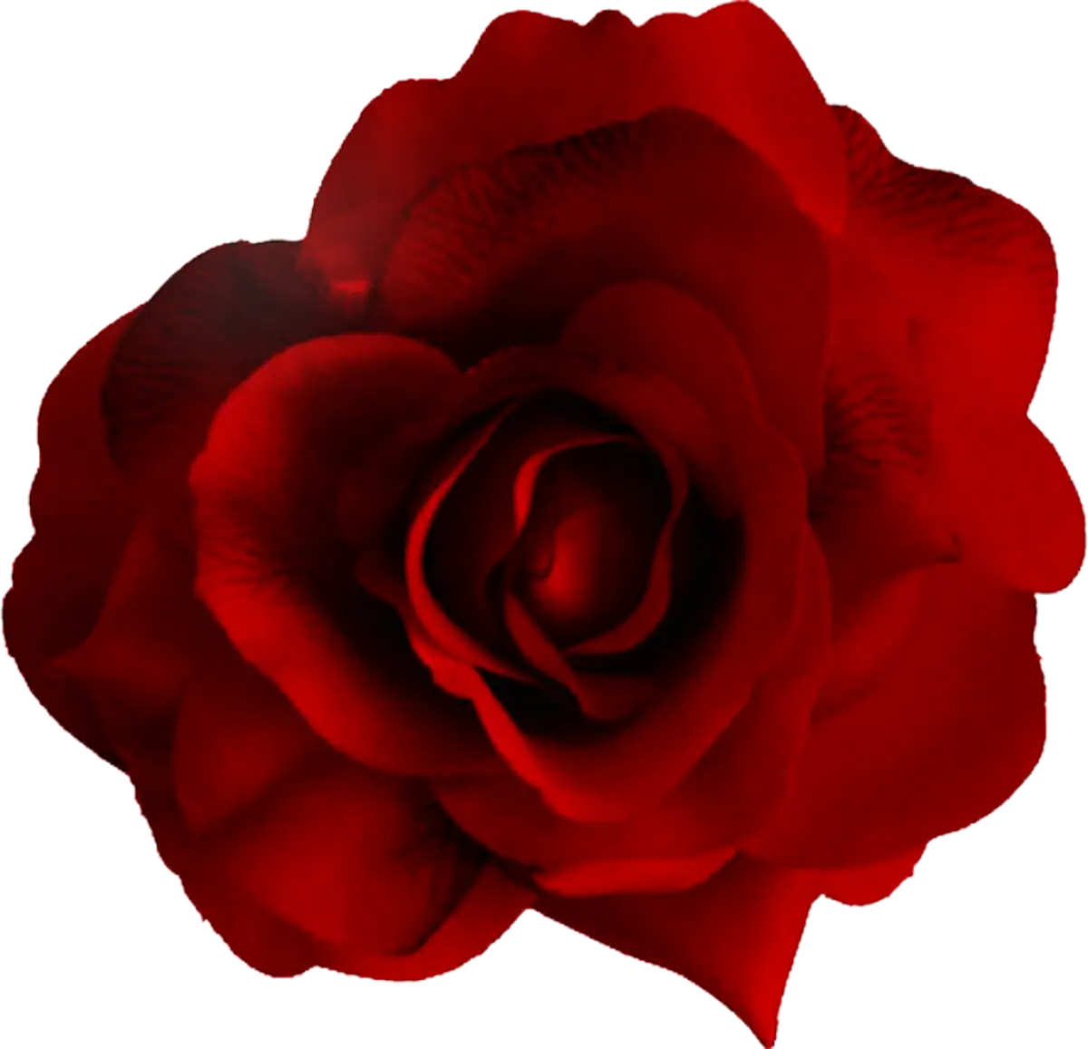 Deep Red Rose Flower with Elegant Color and Form