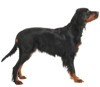 Black Gordon Setter Dog Standing