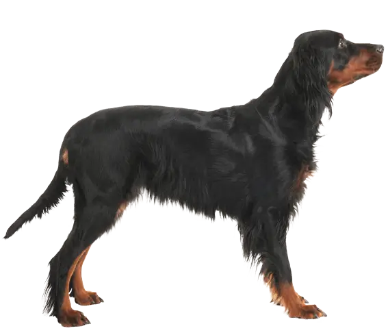 Black Gordon Setter Dog Standing