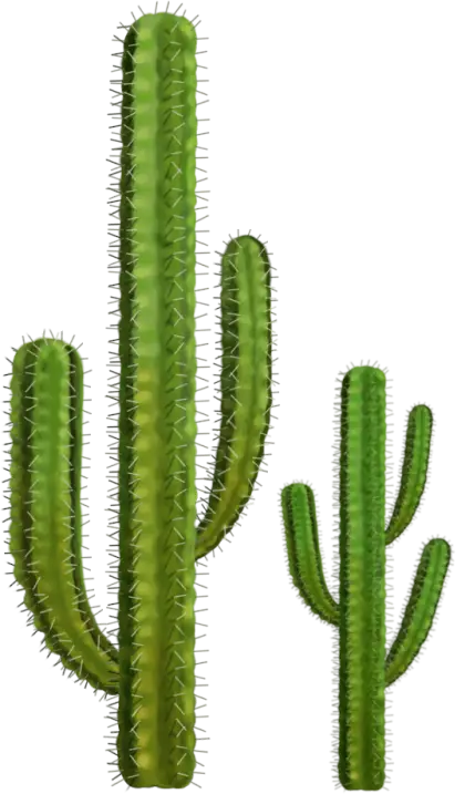 Green Cactus Plants
