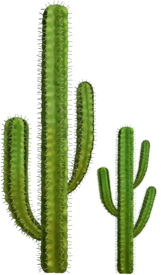 Green Cactus Plants