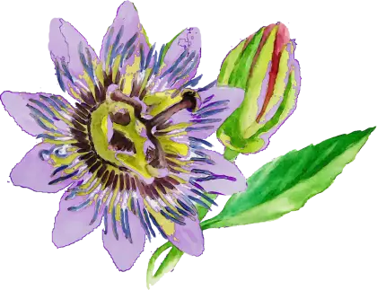 Beautiful Purple Flower with Bud