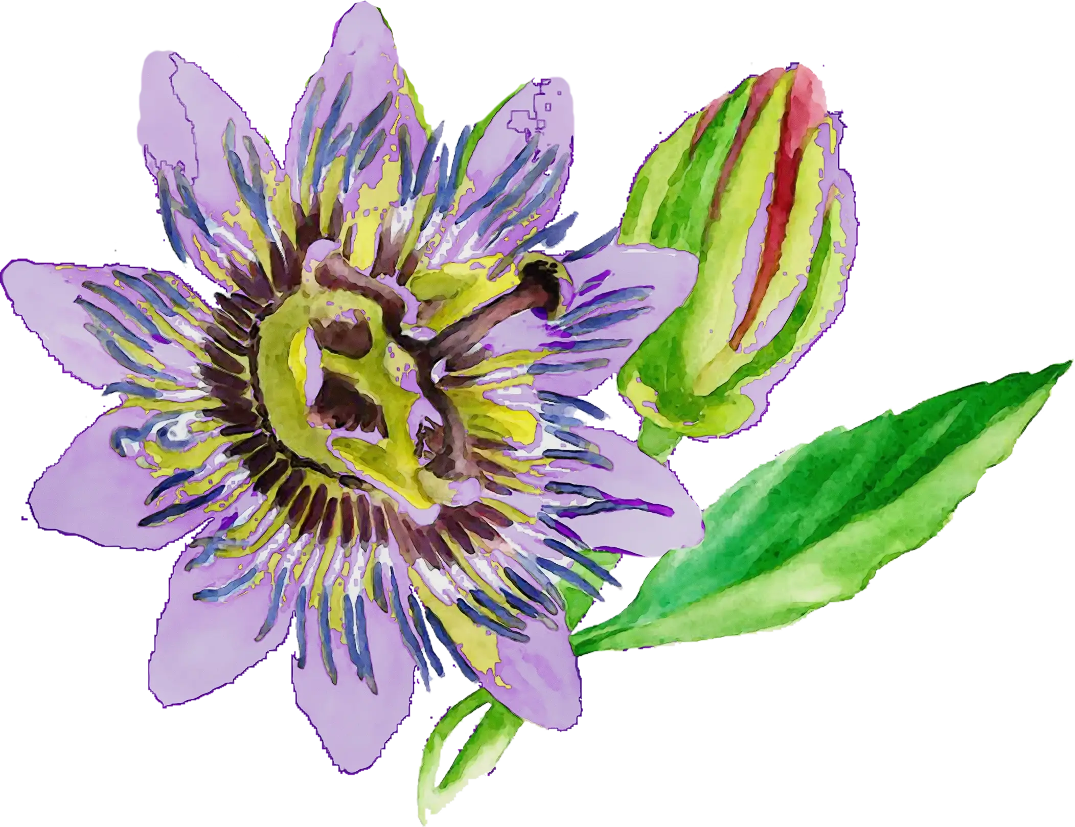 Beautiful Purple Flower with Bud
