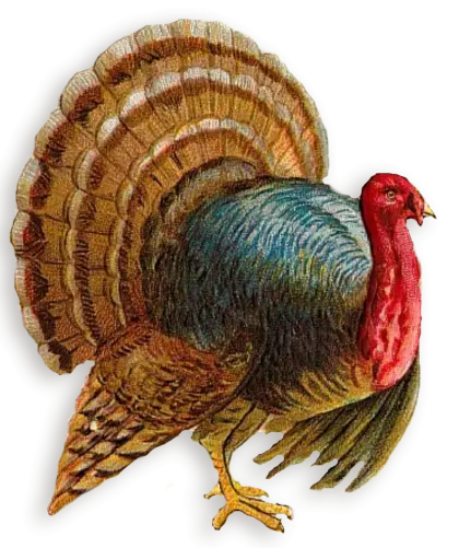 Brown Wild Turkey Illustration