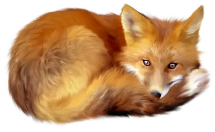 Realistic Sleeping Fox Illustration