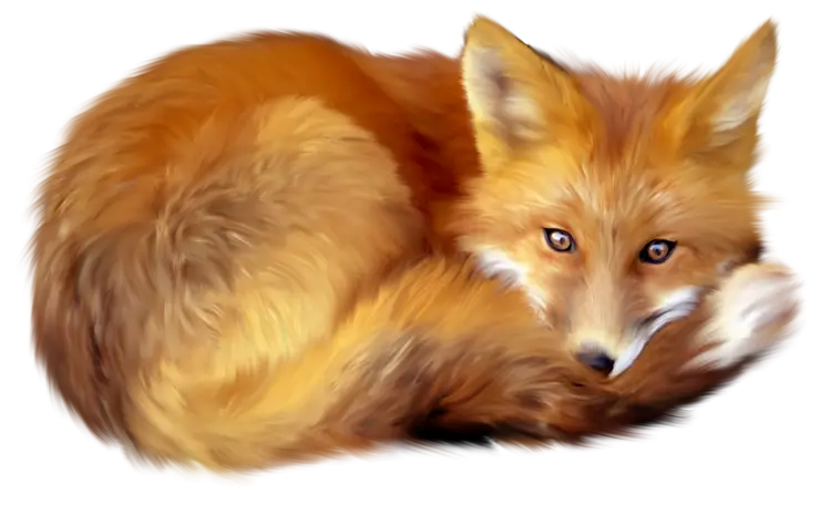 Realistic Sleeping Fox Illustration