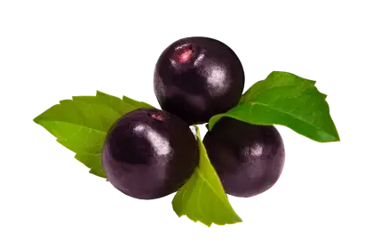 Round Dark Berries with Green Leaves