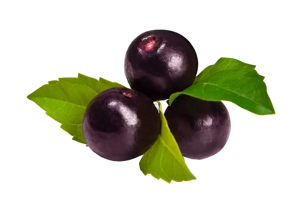 Round Dark Berries with Green Leaves