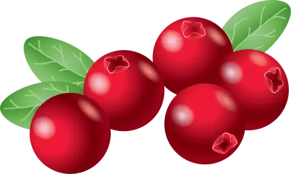 Bright and Fresh Cranberries with Leaves