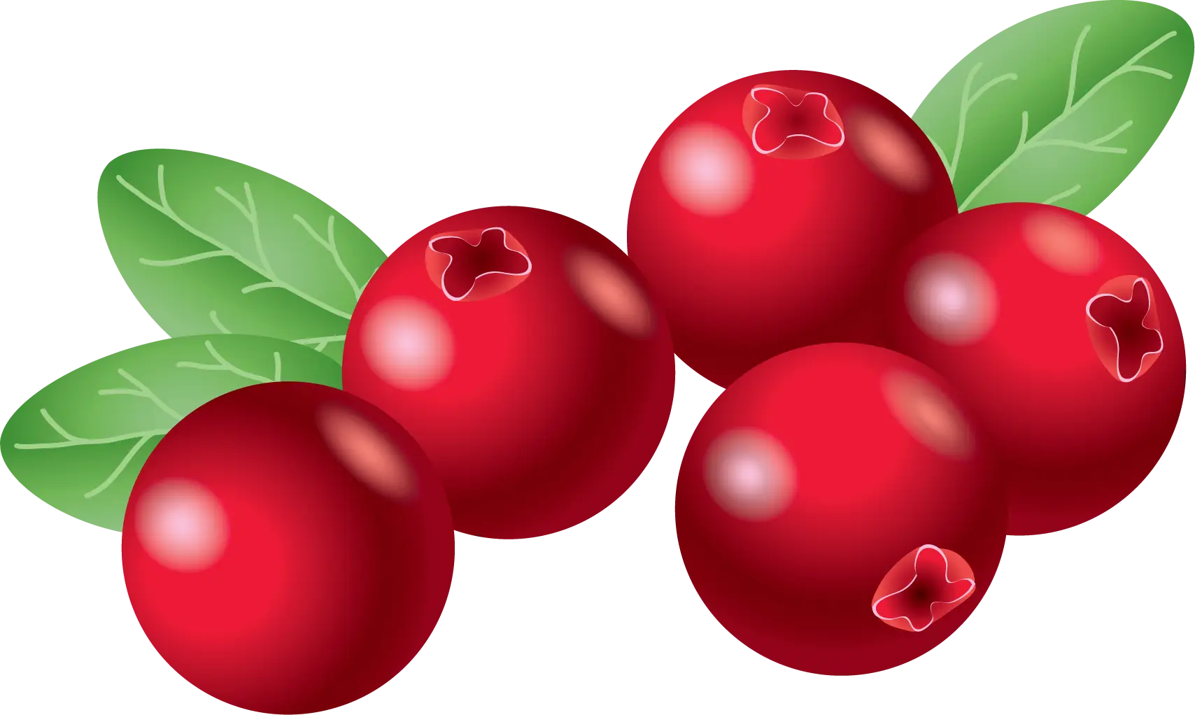 Bright and Fresh Cranberries with Leaves