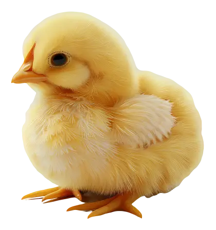 Adorable Yellow Chick
