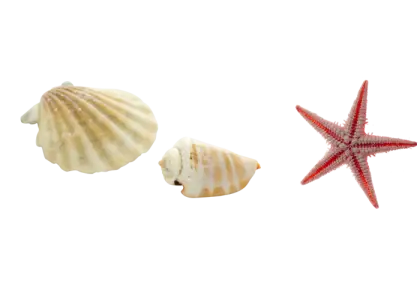 Seashells and Starfish illustration