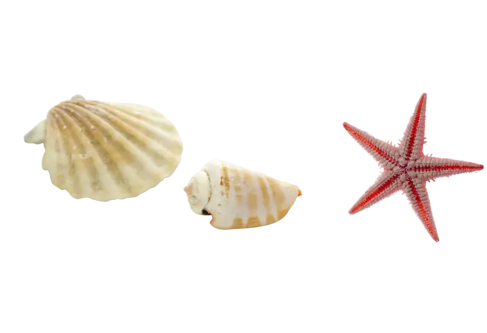 Seashells and Starfish illustration