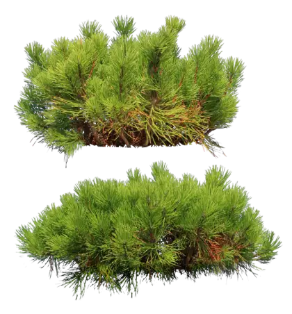 Green Pine Branches for Nature Scenes