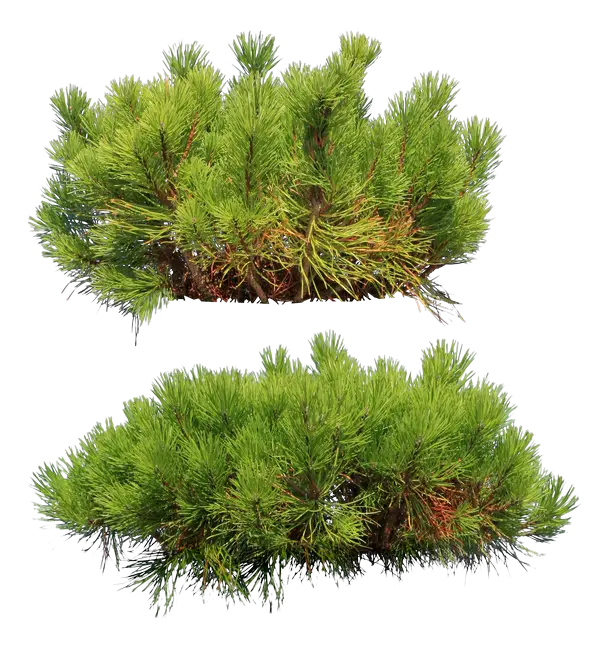 Green Pine Branches for Nature Scenes
