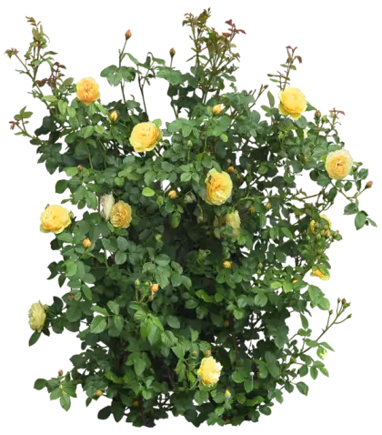Yellow Rose Bush with Glossy Green Leaves