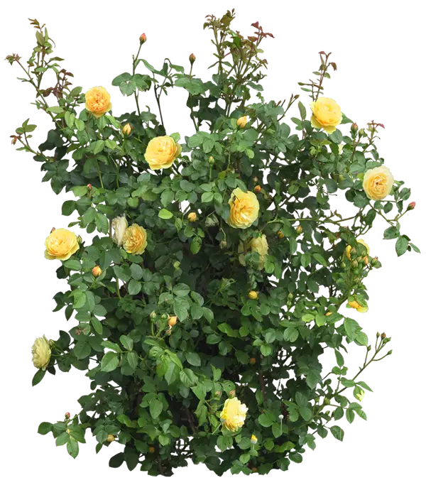 Yellow Rose Bush with Glossy Green Leaves