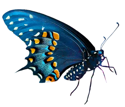 Blue Butterfly with Vibrant Design