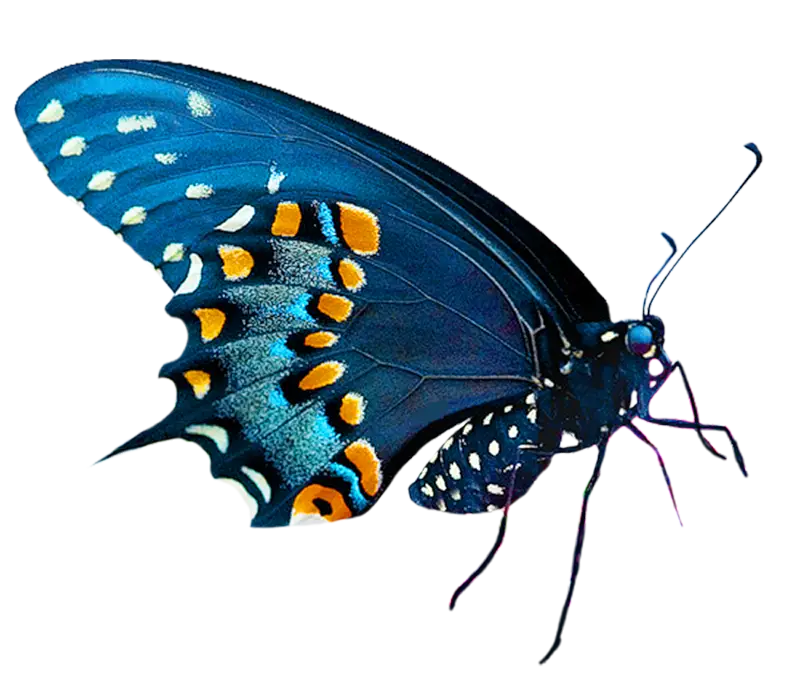 Blue Butterfly with Vibrant Design