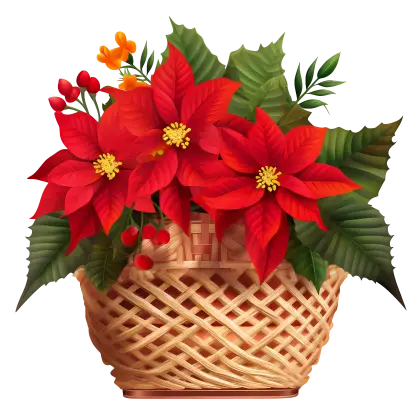 Basket of Vibrant Poinsettia Flowers for Christmas