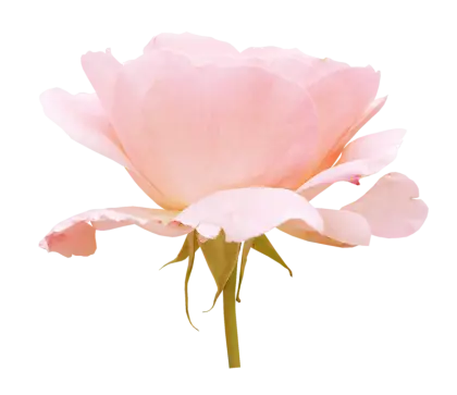 Pink Rose Flower in Full Bloom