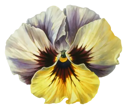 Beautiful Pansy Flower Illustration