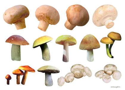 Various Types of Mushrooms Illustration