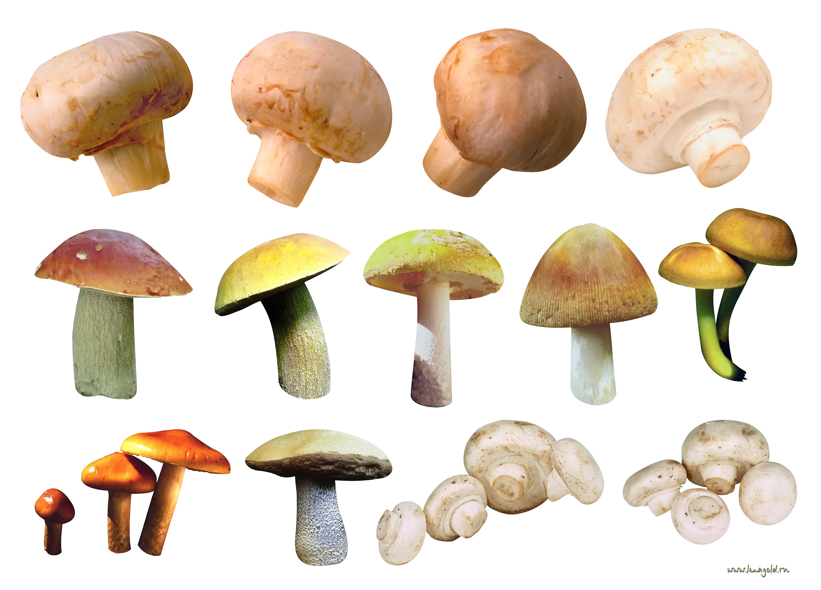 Various Types of Mushrooms Illustration