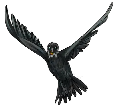 Black Raven Flying in the Sky