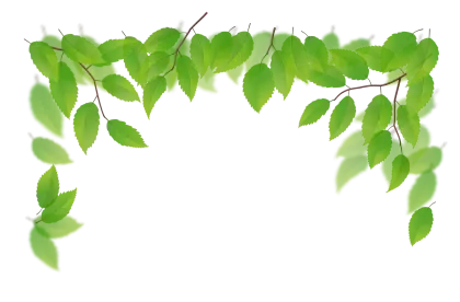 Fresh Green Leaves on Branch