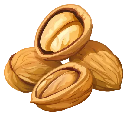 Illustration of Nuts