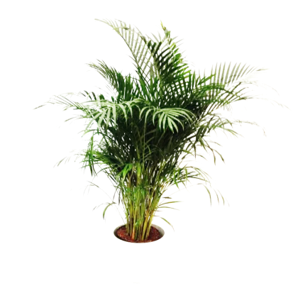 Indoor Potted Palm Plant For Decoration