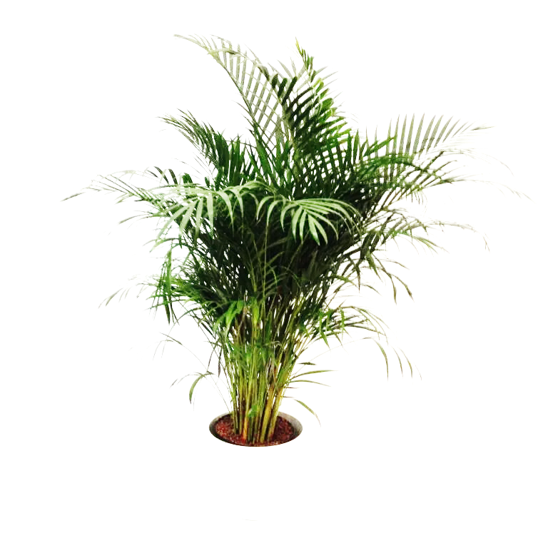 Indoor Potted Palm Plant For Decoration