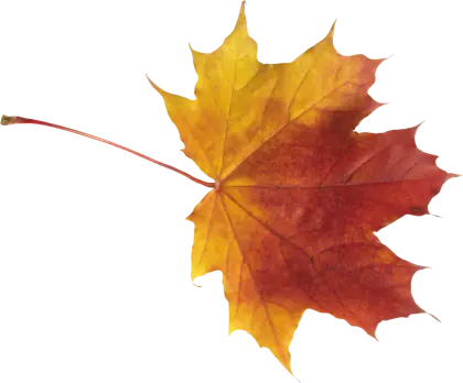 Colorful Maple Leaf for Autumn Season