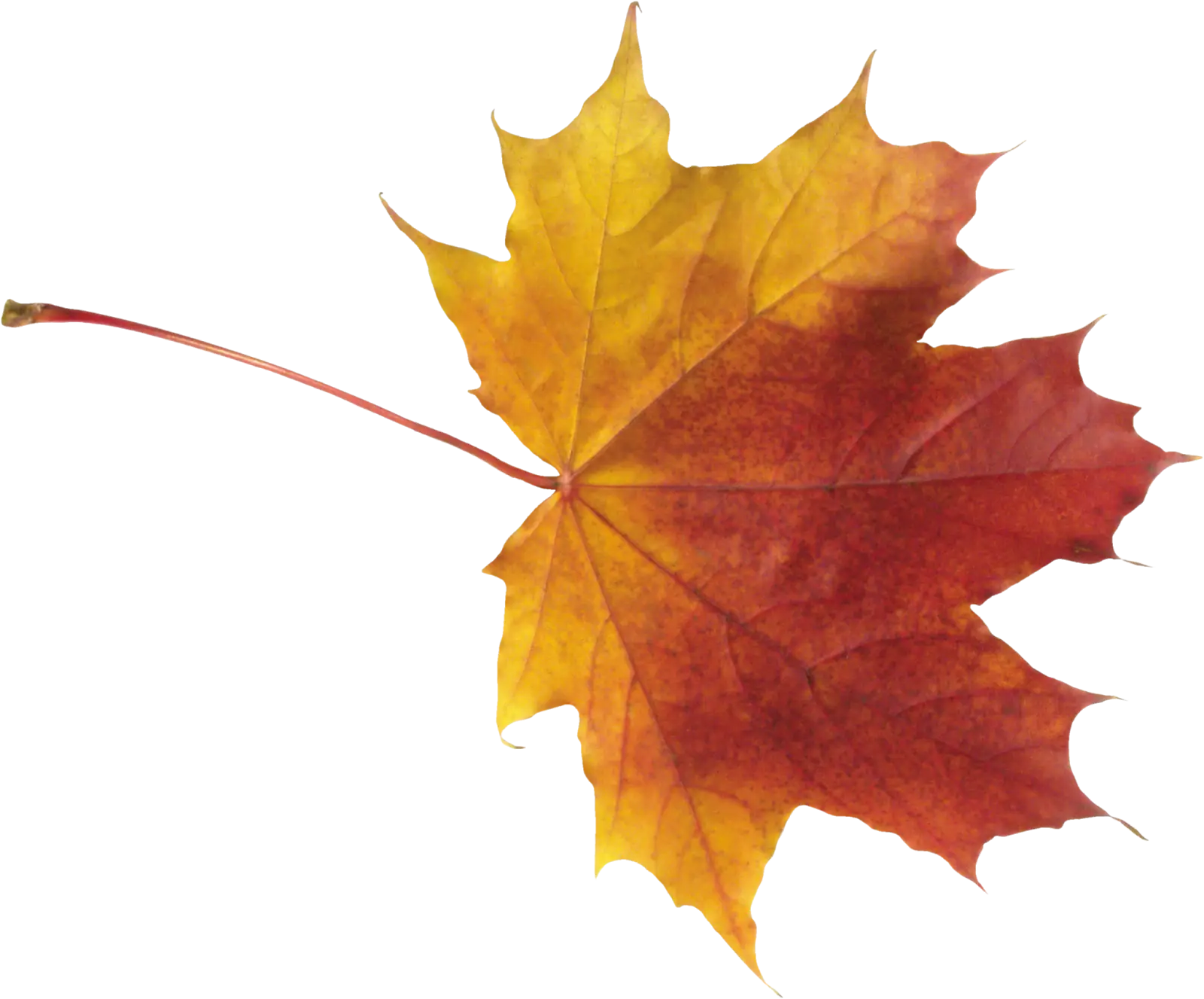 Colorful Maple Leaf for Autumn Season