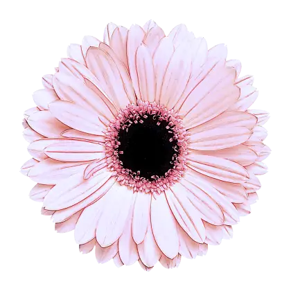 Pink Daisy Flower With Delicate Petals
