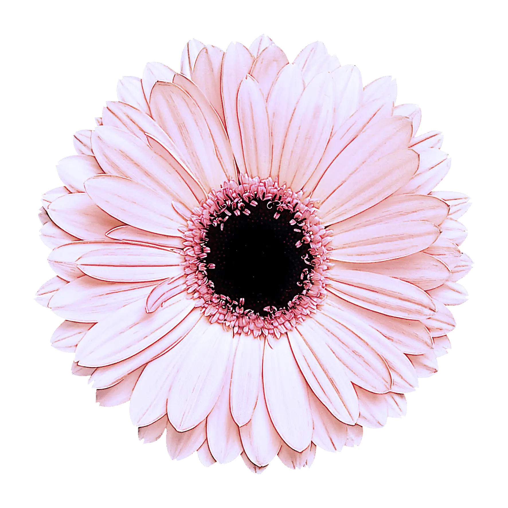Pink Daisy Flower With Delicate Petals